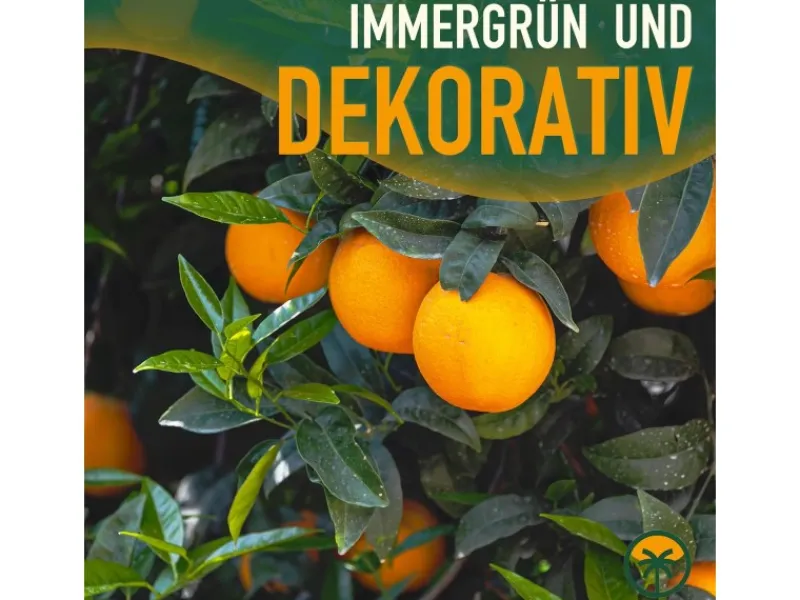 Clearance Sunny-Tree Orangenbaum Große 90 Zentimeter Citrus Sinensis Obstbaum Fruchtbildend 3 Jähriger Orangenbaum