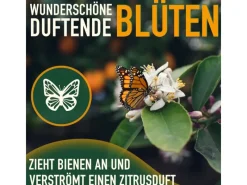 Clearance Sunny-Tree Orangenbaum Große 90 Zentimeter Citrus Sinensis Obstbaum Fruchtbildend 3 Jähriger Orangenbaum