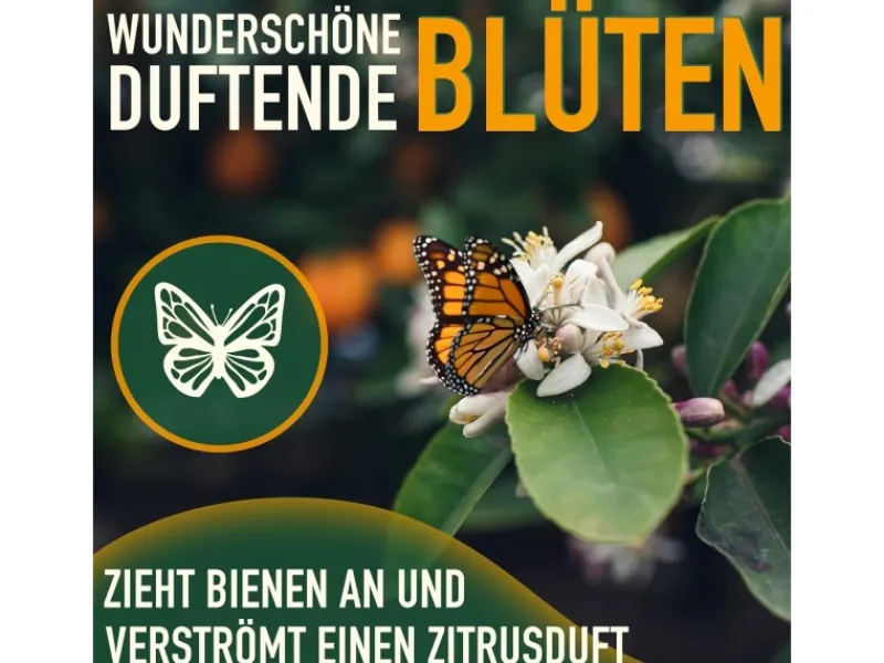 Clearance Sunny-Tree Orangenbaum Große 90 Zentimeter Citrus Sinensis Obstbaum Fruchtbildend 3 Jähriger Orangenbaum