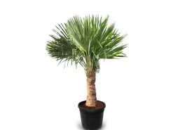 Töpfe<Sunny-Tree Trachycarpus Fortunei Chinesische Fächerpalme 160 cm, Stammhöhe 40 bis 50 cm Winterhart bis -18°C