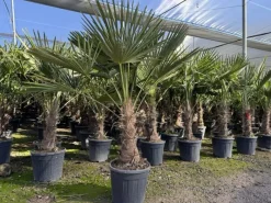Töpfe<Sunny-Tree Trachycarpus Fortunei Chinesische Fächerpalme 160 cm, Stammhöhe 40 bis 50 cm Winterhart bis -18°C
