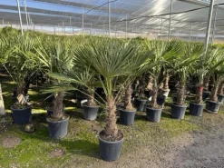Töpfe<Sunny-Tree Trachycarpus Fortunei Chinesische Fächerpalme 160 cm, Stammhöhe 40 bis 50 cm Winterhart bis -18°C
