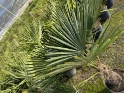 Töpfe<Sunny-Tree Trachycarpus Fortunei Chinesische Fächerpalme 160 cm, Stammhöhe 40 bis 50 cm Winterhart bis -18°C