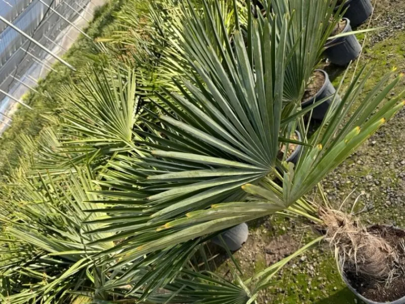 Töpfe<Sunny-Tree Trachycarpus Fortunei Chinesische Fächerpalme 160 cm, Stammhöhe 40 bis 50 cm Winterhart bis -18°C