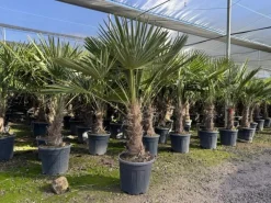 Töpfe<Sunny-Tree Trachycarpus Fortunei Chinesische Fächerpalme 160 cm, Stammhöhe 40 bis 50 cm Winterhart bis -18°C