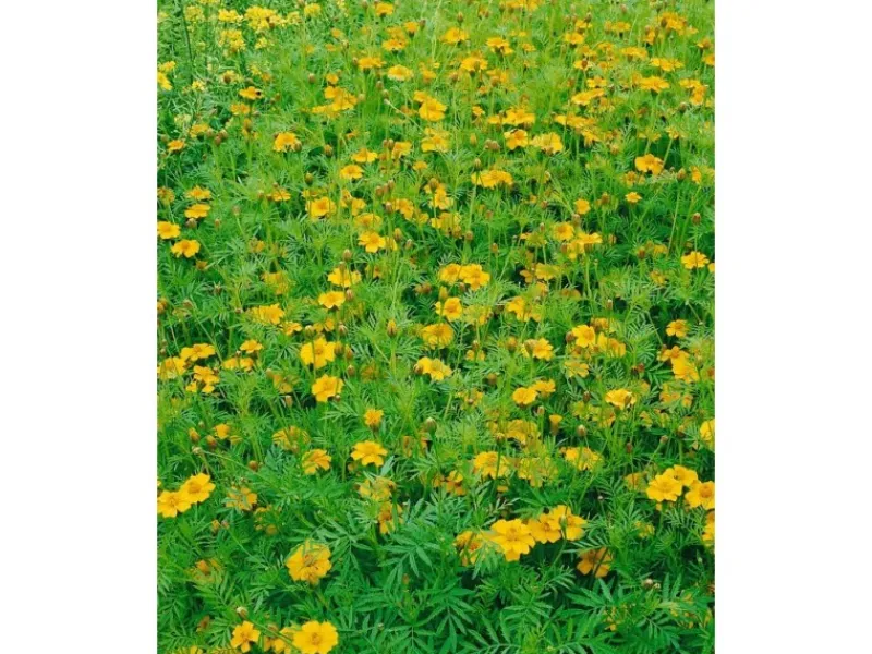 Tagetes Filifolia Mexikanische Gewürztagetes Ca. 11x11 cm Topf< Töpfe