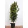 Töpfe<Taxus baccata 80-100 cm