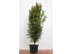 Töpfe<Taxus baccata 80-100 cm