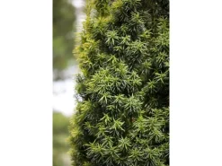 Töpfe<Taxus baccata 80-100 cm