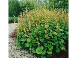 Clearance Tellima Grandiflora Falsche Alraunwurzel Ca. 9x9 cm Topf