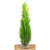 Hot Thuja occidentalis 'Smaragd' 80-100 cm 2 Liter Container
