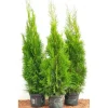 Thuja occidentalis 'Smaragd' 80-100 cm 5 Liter Container< Töpfe
