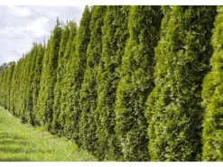 Thuja occidentalis 'Smaragd' 80-100 cm 5 Liter Container< Töpfe