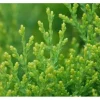 Thuja orientalis 'Aurea Nana' 30-40 cm< Töpfe