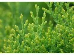 Thuja orientalis 'Aurea Nana' 30-40 cm< Töpfe