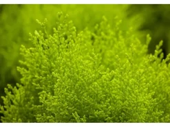 Thuja orientalis 'Aurea Nana' 30-40 cm< Töpfe