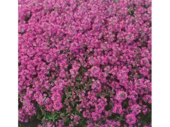 Thymus Praecox Red Carpet Teppich-Thymian Rotblühend Ca. 9x9 cm Topf< Töpfe