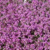 Clearance Thymus Serpyllum Sand-Thymian Aromatisch Ca. 9x9 cm Topf