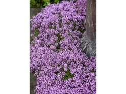 Clearance Thymus Serpyllum Sand-Thymian Aromatisch Ca. 9x9 cm Topf