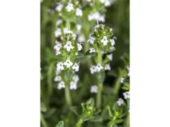 Thymus Serpyllum Var.Albus Sand-Thymian Weiß Ca. 9x9 cm Topf< Töpfe