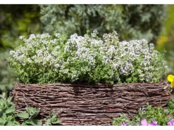 Sale Thymus Vulgaris Compactus Echter Thymian Ca. 9x9 cm Topf