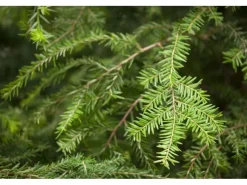 Töpfe<Tsuga Canadensis Kanadische Hemlocktanne 40–60 cm