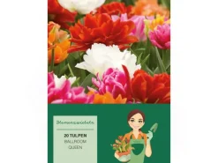 Töpfe<Tulipa Ballroom Queen Mischung 20 Stück Tulipa double early Ballroom Queen