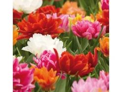 Töpfe<Tulipa Ballroom Queen Mischung 20 Stück Tulipa double early Ballroom Queen