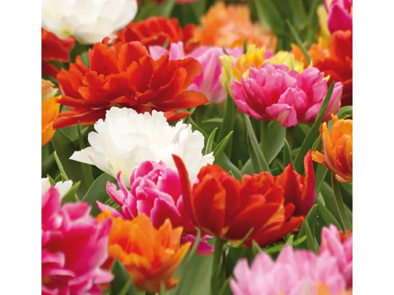 Töpfe<Tulipa Ballroom Queen Mischung 20 Stück Tulipa double early Ballroom Queen