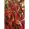 Töpfe<Uncinia Rubra Rotes Ziergras Ca. 9x9 cm Topf