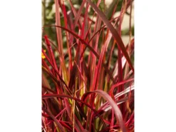 Töpfe<Uncinia Rubra Rotes Ziergras Ca. 9x9 cm Topf