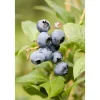 Discount Vaccinium Corymbosum Chandler Heidelbeere Große Früchte 25–30 Cm