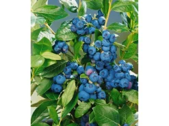 New Vaccinium Corymbosum Patriot Heidelbeere 30–40 Cm