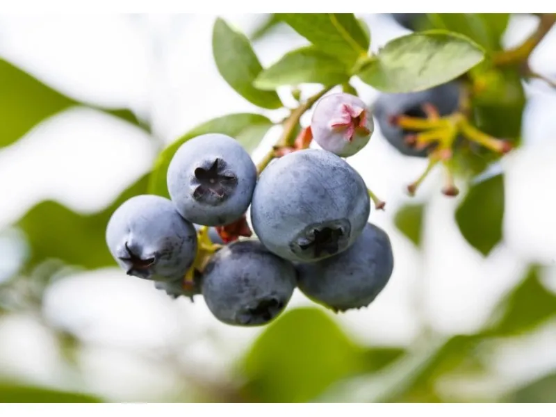 New Vaccinium Corymbosum Patriot Heidelbeere 30–40 Cm