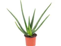 Value Greens Aloe Vera Luftreinigende & Dekorative Sukkulente Topf-Ø 12 cm ca. 35 cm Hoch< Töpfe