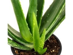 Value Greens Aloe Vera  Luftreinigende & Dekorative Sukkulente  Topf-Ø 12 cm  ca. 35 cm Hoch< Töpfe