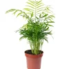 Best Value Greens Bergpalme Chamaedorea  Tropische Zimmerpflanze  Pflegeleicht  30 cm Hoch  Topf-Ø 12 cm
