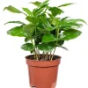 Value Greens Coffea Arabica  Exotische Kaffeepflanze für dein Zuhause  ca. 15 cm Hoch  Topf-Ø 9 cm