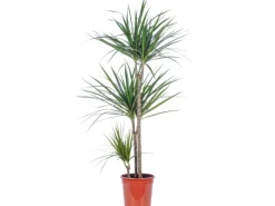 Value Greens Drachenbaum 3-Stamm Dracaena Marginata ca. 115 cm Hoch Topf-Ø 21 cm< Töpfe