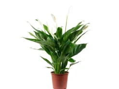 Discount Value Greens Einblatt 4-8 Blüten/Knospen Luftreinigendes Spathiphyllum Höhe ca. 70 cm Topf-Ø 17 cm