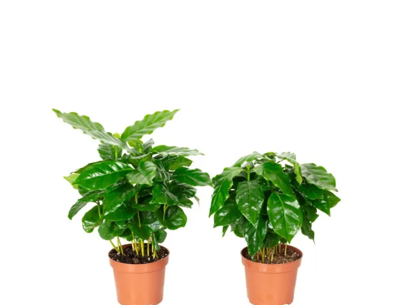New Value Greens 2er-Set Coffea Arabica Exotische Kaffeepflanze für dein Zuhause ca. 15 cm Hoch Topf-Ø 9 cm