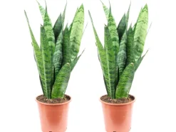 Value Greens 2er-Set Sansevieria 'Black Coral' Pflegeleichter Bogenhanf ca. 30 cm Hoch Topf-Ø 12 cm< Töpfe