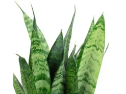 Value Greens 2er-Set Sansevieria 'Black Coral'  Pflegeleichter Bogenhanf  ca. 30 cm Hoch  Topf-Ø 12 cm< Töpfe