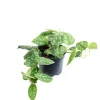 Hot Value Greens Gefleckte Efeutute  Hängepflanze mit Wow-Faktor  Scindapsus Pictus 'Argyraeus'  ca. 10 cm Lang  Topf-Ø 12 cm