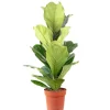 Outlet Value Greens Geigenfeige  Moderner Dschungel-Look für Innenräume  ca. 95 cm Hoch  Topf-Ø 21 cm