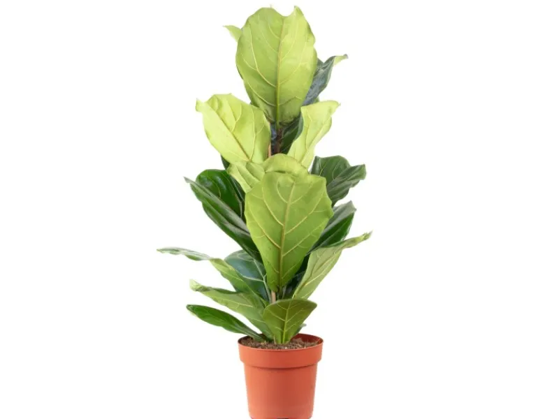 Outlet Value Greens Geigenfeige Moderner Dschungel-Look für Innenräume ca. 95 cm Hoch Topf-Ø 21 cm