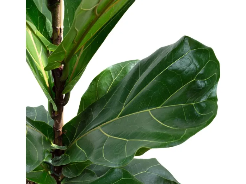 Outlet Value Greens Geigenfeige Moderner Dschungel-Look für Innenräume ca. 95 cm Hoch Topf-Ø 21 cm