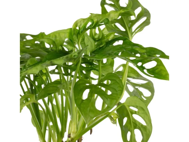 Best Value Greens Pflegeleichtes Fensterblatt Kletternde Monstera 'Monkey' Topf-Ø 12 cm ca. 25 cm Hoch