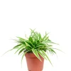 Töpfe<Value Greens Pflegeleichte Grünlilie 'Ocean'  Chlorophytum Comosum  ca. 15 cm Hoch  Topf-Ø 12 cm