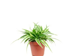 Töpfe<Value Greens Pflegeleichte Grünlilie 'Ocean'  Chlorophytum Comosum  ca. 15 cm Hoch  Topf-Ø 12 cm